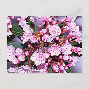 Cartão Postal Connecticut Mountain Laurel