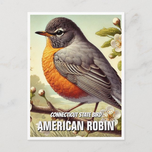 Cartão Postal Connecticut State Bird American Robin (Frente)