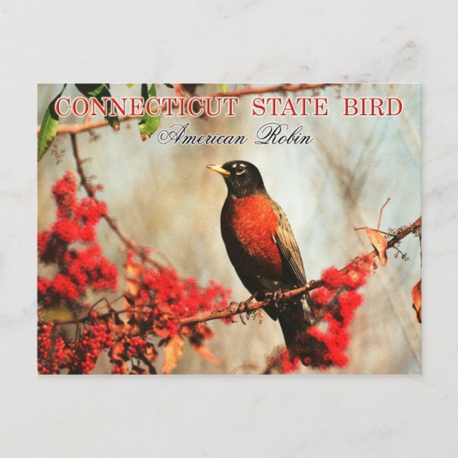 Cartão Postal Connecticut State Bird - Robin Americano (Frente)