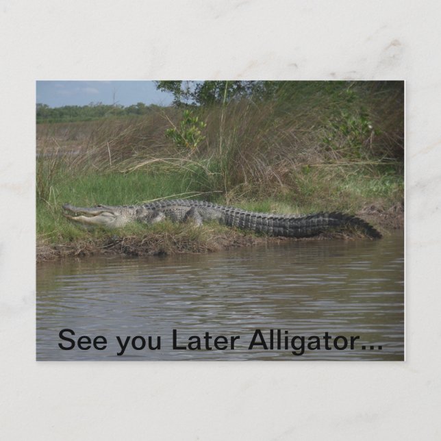 Cartão Postal Consulte Você Mais Tarde Alligator (Frente)