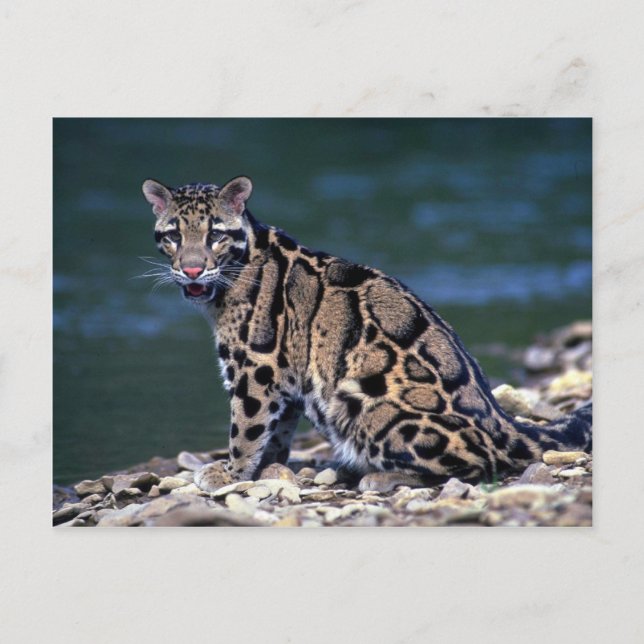 Cartão Postal Contato olho-leopardo nublado (Frente)