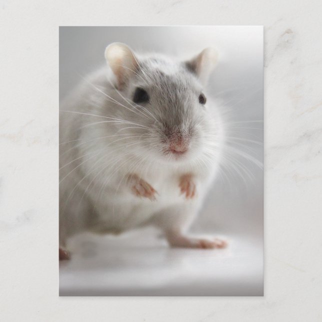 CARTÃO POSTAL CONTENTE-SE COM VOCÊ (Frente)