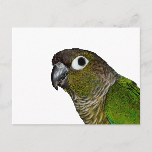 Cartão Postal Conure de Olho Verde (Frente)