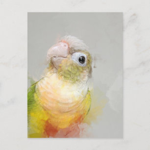 Cartão Postal Conure Retrato 012