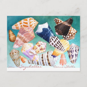 Cartão Postal Conus Shells das Seicheles
