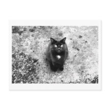 Conversa de Gato