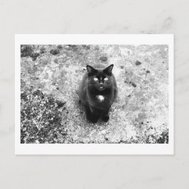 Cartão Postal Conversa de Gato