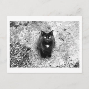 Cartão Postal Conversa de Gato