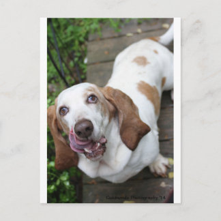 Cartão Postal Cookie?