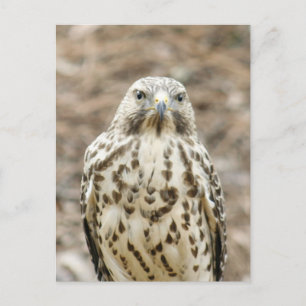 Cartão postal Coopers Hawk Photo