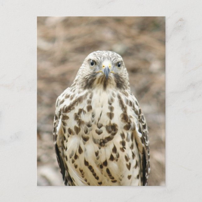 Cartão postal Coopers Hawk Photo (Frente)