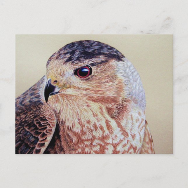 Cartão Postal Coopers Hawk Portrait (Frente)