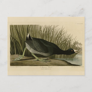 Cartão Postal Coot Americano das Aves da América de Audubon