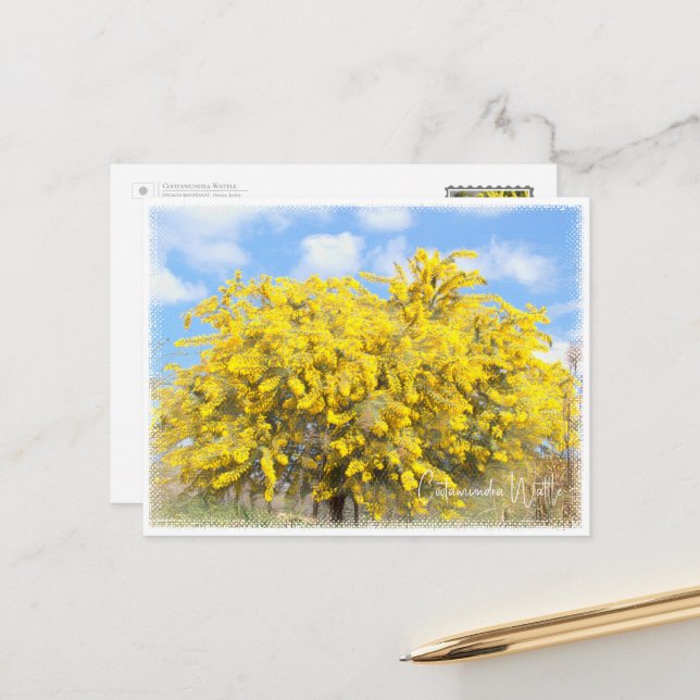 Cartão Postal Cootamundra Wattle (Frente/Verso In Situ)