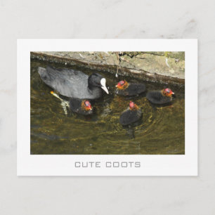 Cartão Postal Coots em Cuz