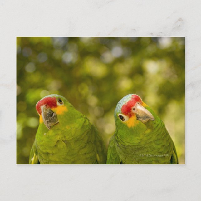 Cartão Postal Copan, Honduras (Frente)