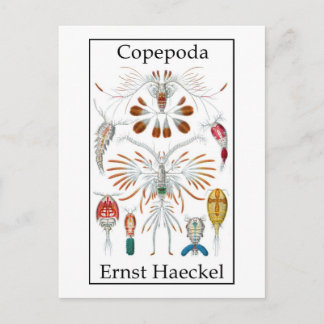 Cartão Postal Copepoda por Ernst Haeckel
