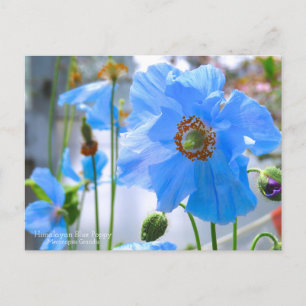 Cartão Postal Cópia Azul Himalaia:Cartão-postal