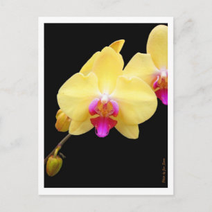 Cartão Postal Cópia das Orquídeas Amarelas
