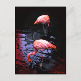 Cartão Postal Cópia FLAMINGO
