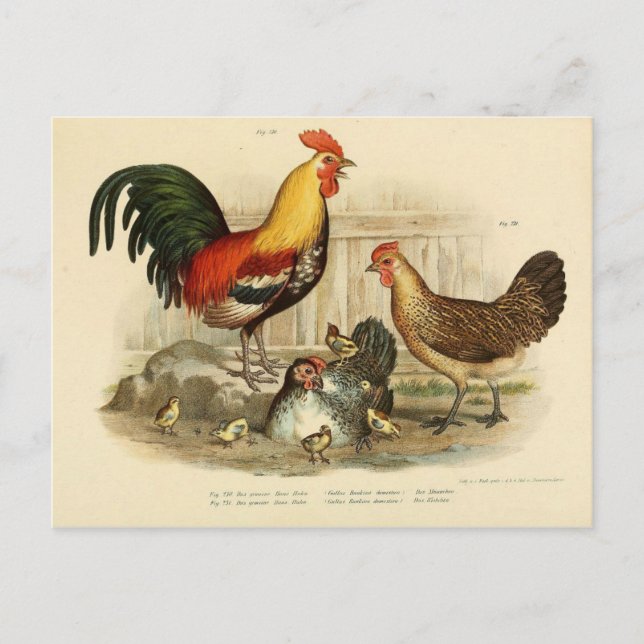 Cartão Postal Coq et pole de ilustração (Frente)