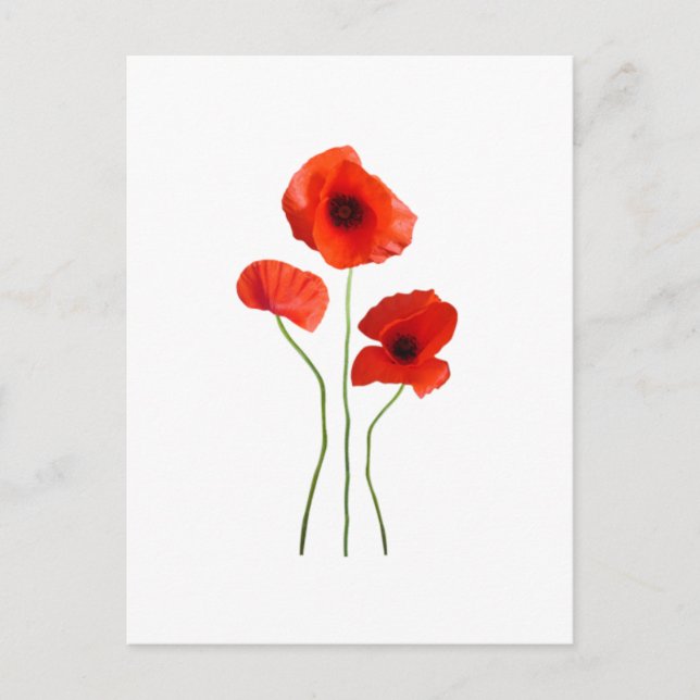 Cartão Postal coquelicot - papoila (Frente)