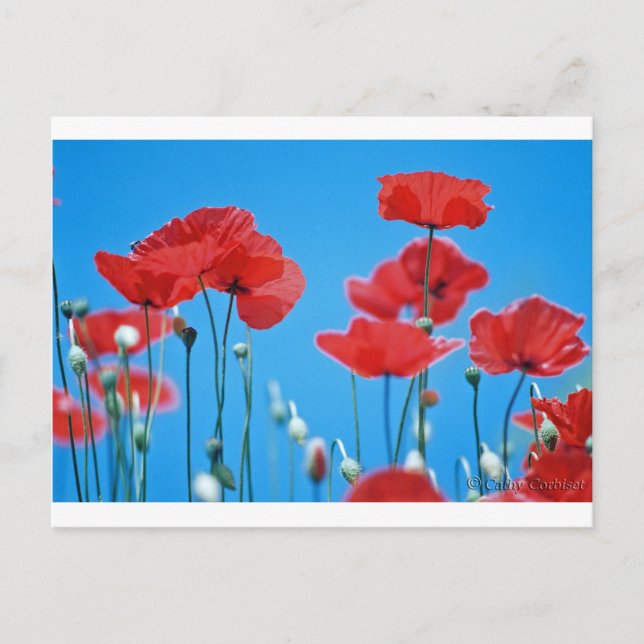 Cartão Postal Coquelicots de Provença (Frente)