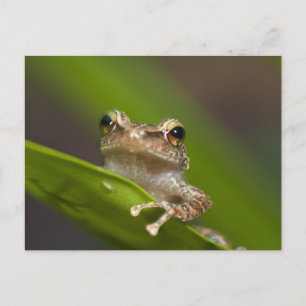 Cartão Postal Coqui comum, Eleutherodactylus coqui, El