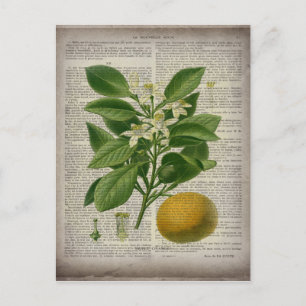 Cartão Postal cor de laranja-botânica moderna, francesa vintage