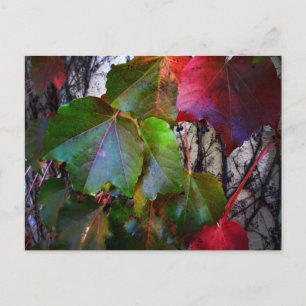 Cartão Postal Cor de Outono