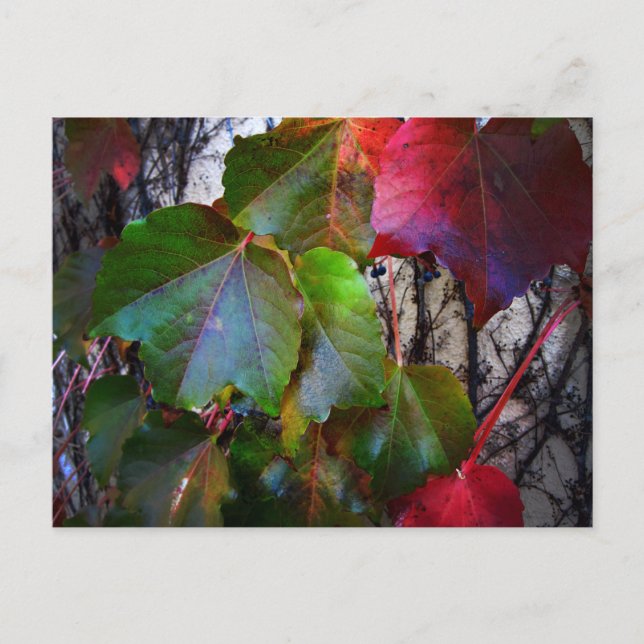 Cartão Postal Cor de Outono (Frente)