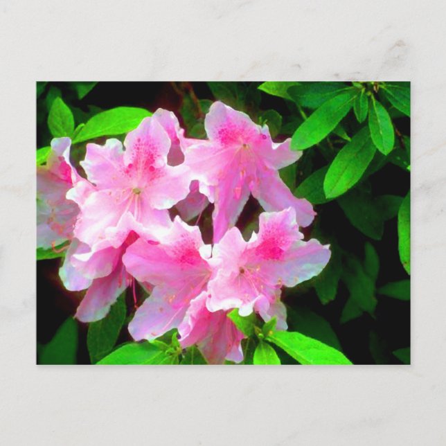 Cartão Postal Cor-de-rosa (Frente)