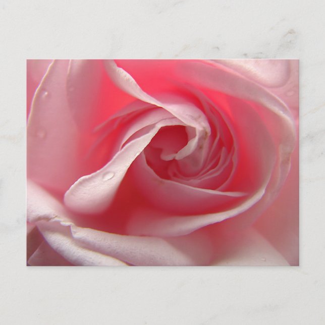 Cartão Postal Cor-de-rosa pálida (Frente)