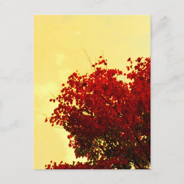 Cartão Postal Cor do outono (Frente)
