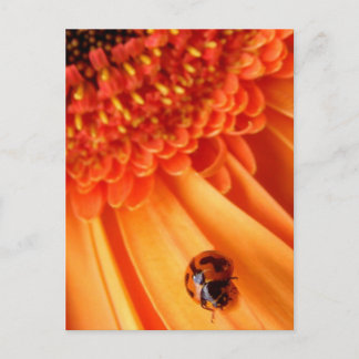Cartão Postal cor do verão