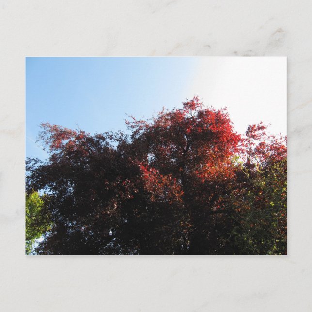 Cartão Postal Cor natural (Frente)