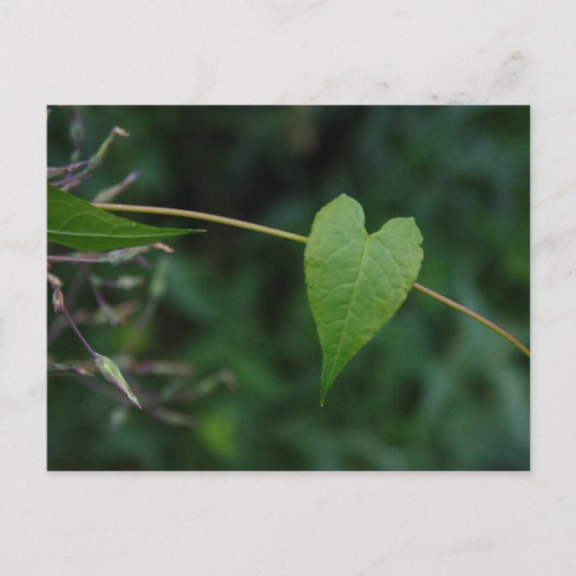 Cartão Postal coração (Frente)