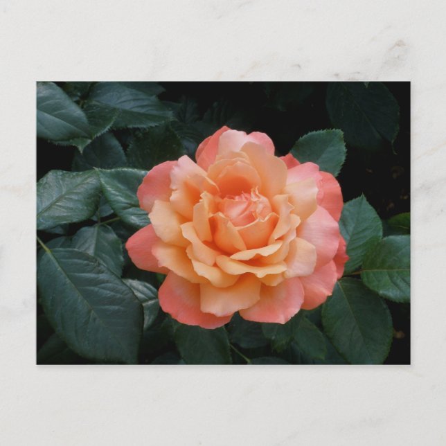 Cartão Postal Coração de Dourado (Frente)