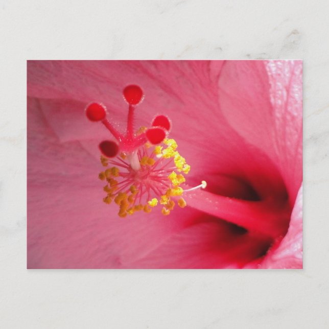 Cartão Postal coração de hibisco (Frente)