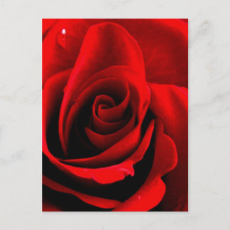 Cartão Postal Coração de um Rosa