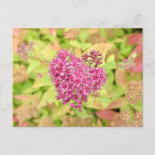 Cartão Postal Coração Flor Natural - perfurado pela flecha.