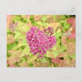 Cartão Postal Coração Flor Natural - perfurado pela seta.