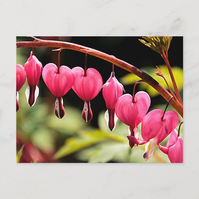 Cartão Postal Corações delicados à espera (Frente)