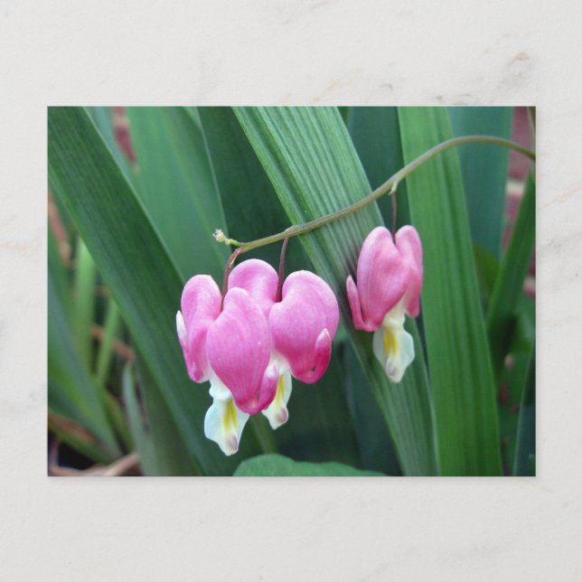 Cartão Postal Corações Sangrentos (Frente)