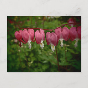 Cartão Postal Corações Sangrentos Rosa Floral