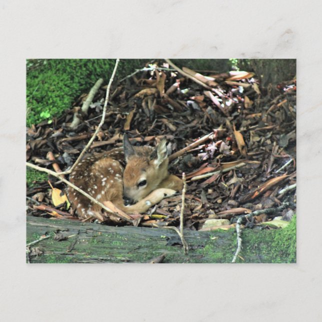 Cartão Postal corada (Frente)