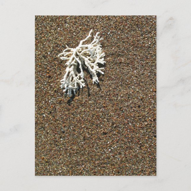 Cartão Postal Coral (Frente)