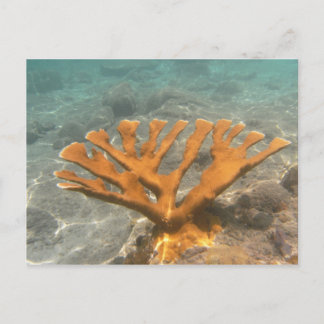 Cartão Postal Coral alaranjado