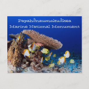 Cartão Postal Coral e Peixes, Pérolas e Hermes Atoll