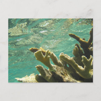 Cartão Postal Coral Elkhorn em Florida Keys